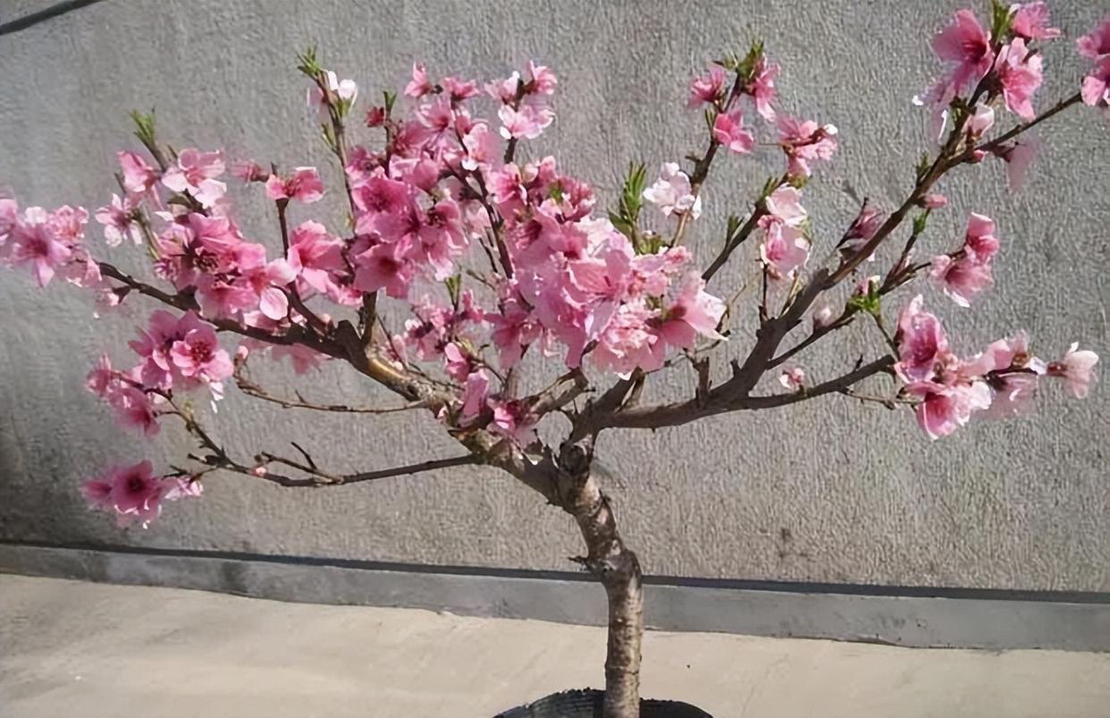 養花就養垂絲海棠,巧妙一修剪,長成株型美的盆景,開花多