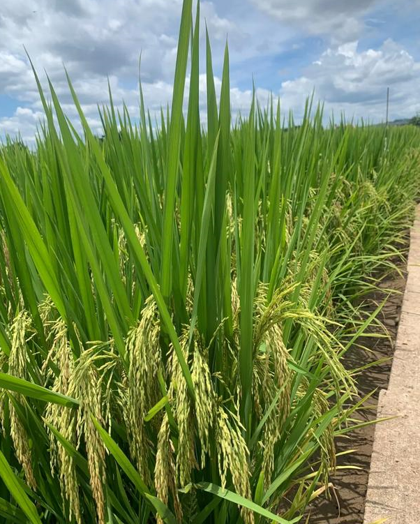 特优质香稻19香不仅米质一级,香味浓,亩产高产可达1100斤以上