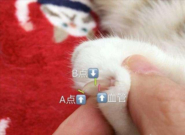 不给猫咪"剪指甲"的坏处太多了,别再偷懒了!