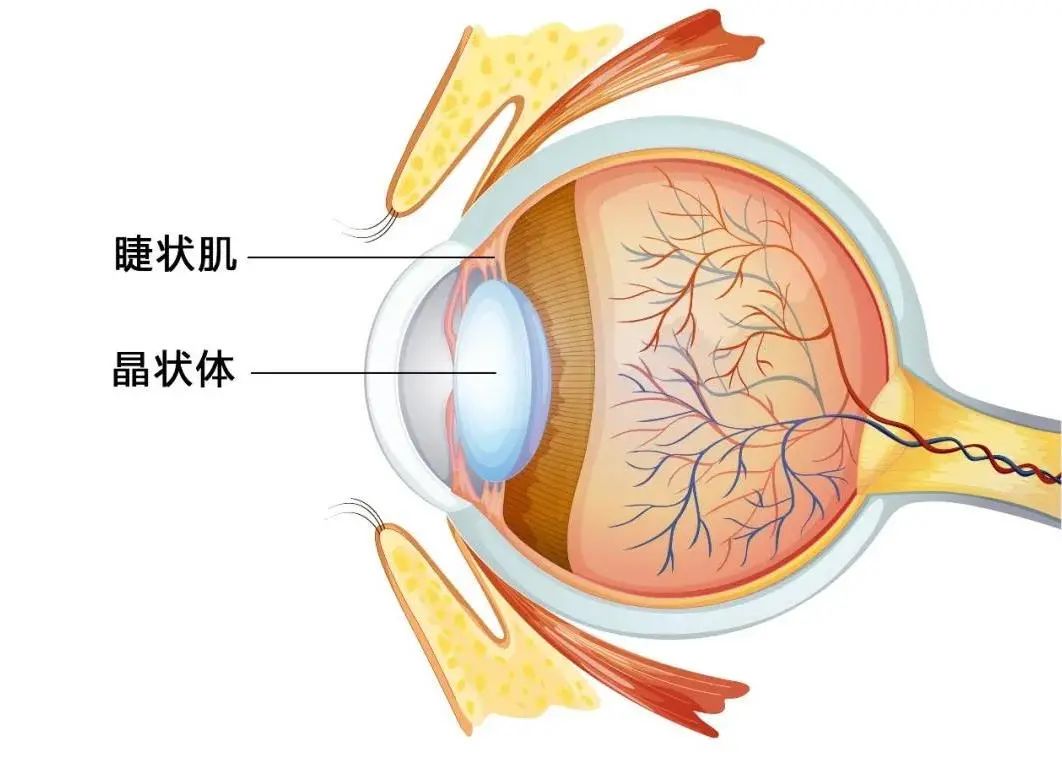 科普丨眼睛长时间处于紧绷状态,睫状肌会失调