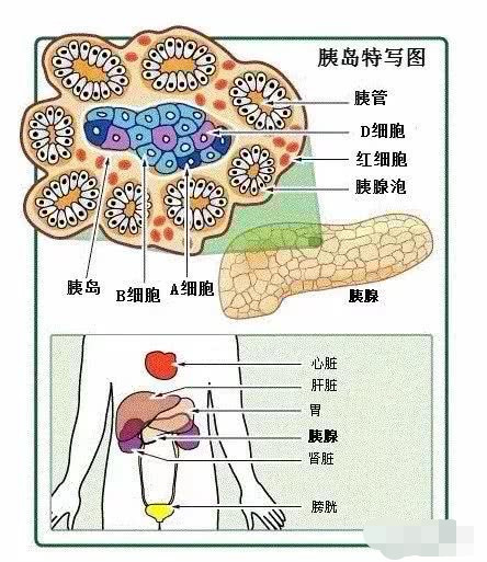 胰腺腺泡结构图图片