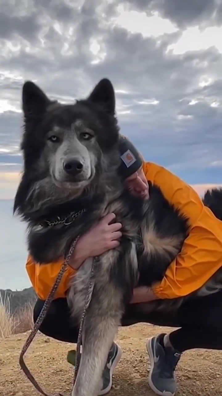 蓝湾牧羊犬图片壁纸图片