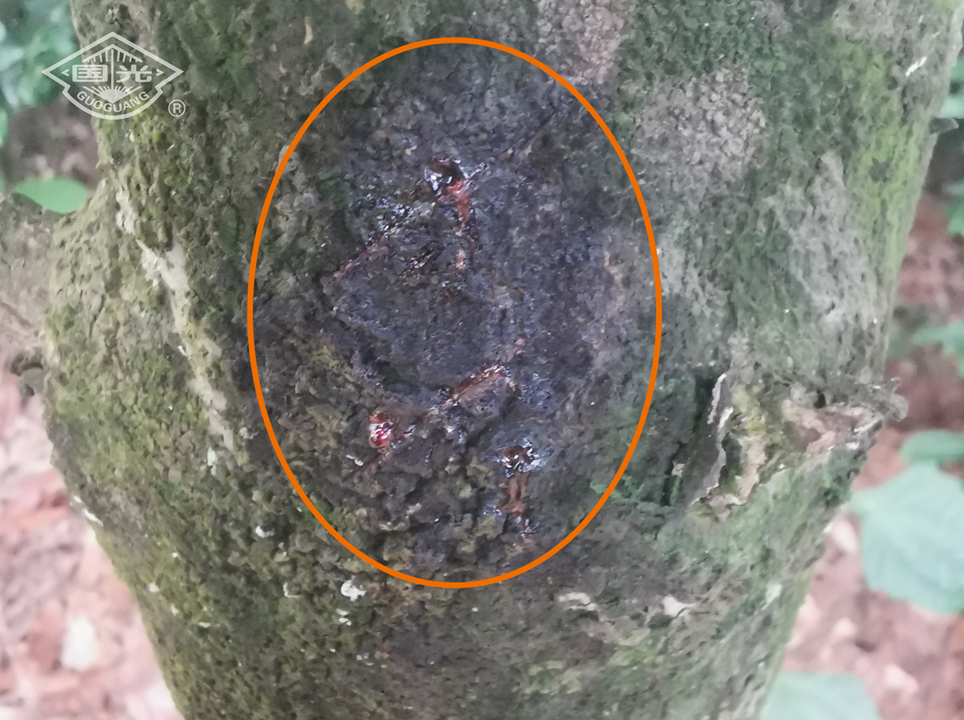 澳洲坚果茎干溃疡病防治技术