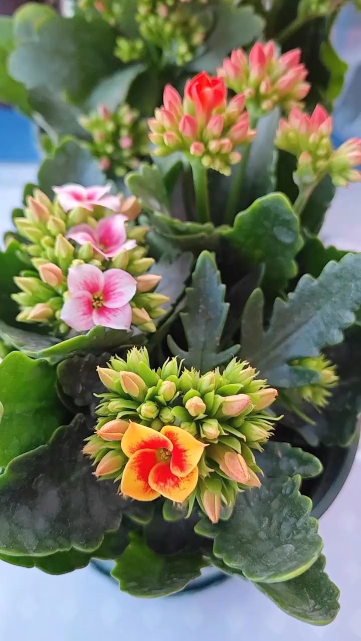 单瓣长寿花#愿大家都被世界温柔以待