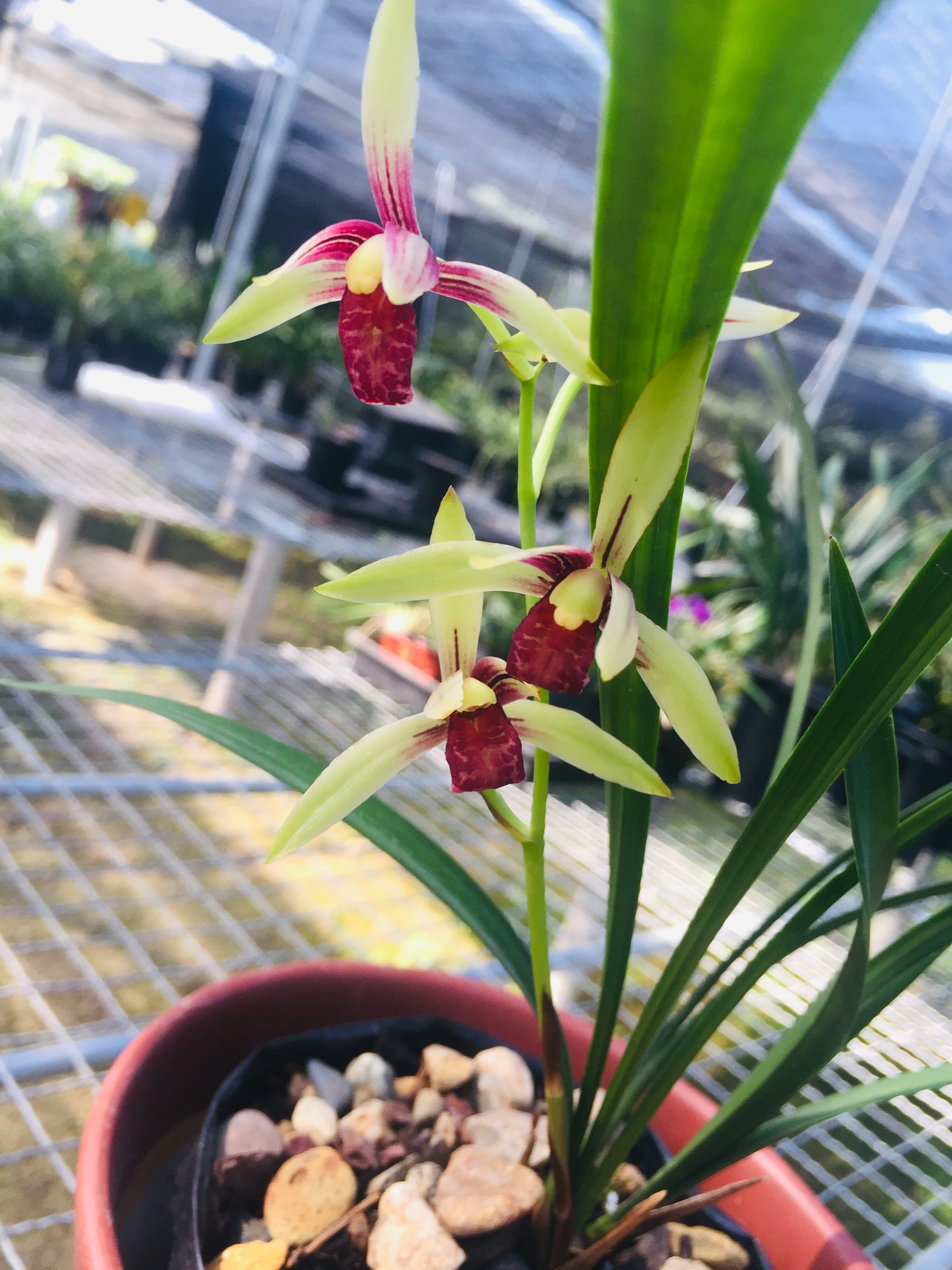 建兰名花逸红双娇,开品周正,色泽鲜明,易草易花,好养护