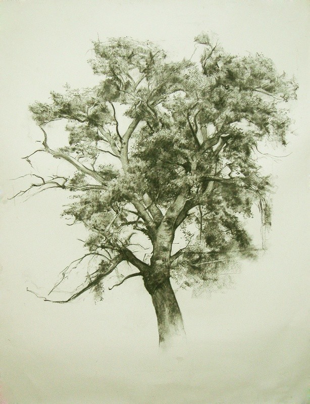 唯美写实的素描,西班牙艺术家miguel angel oyarbid笔下的树