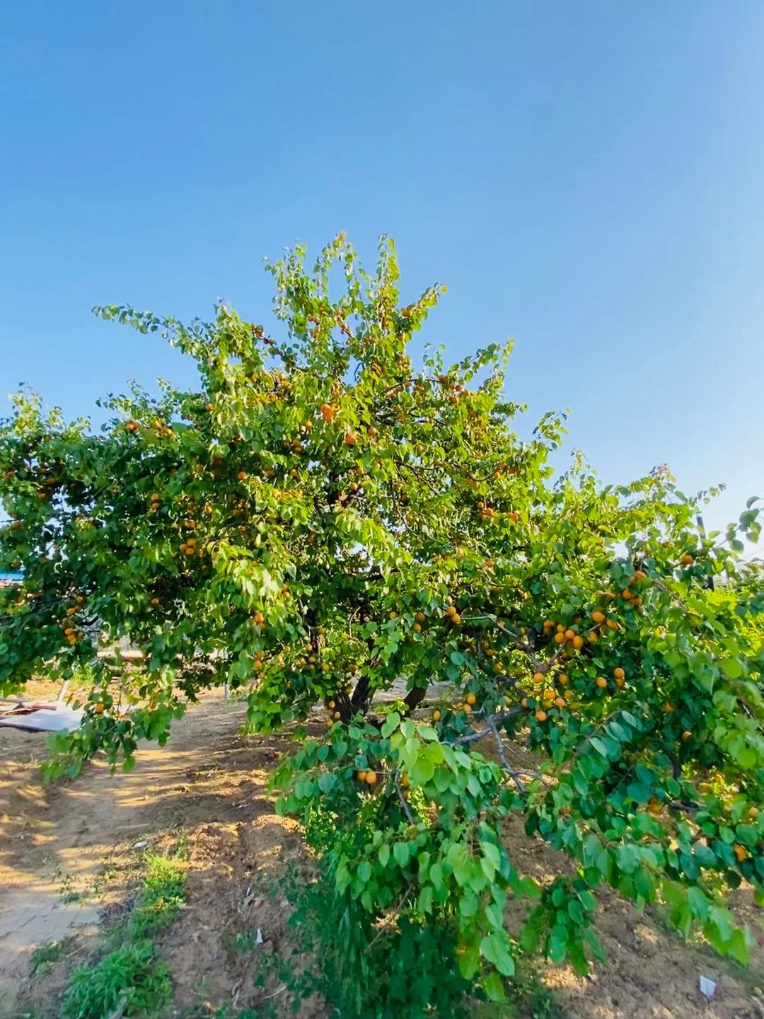 巨鹿沙土岗上,有片红杏正醉人!