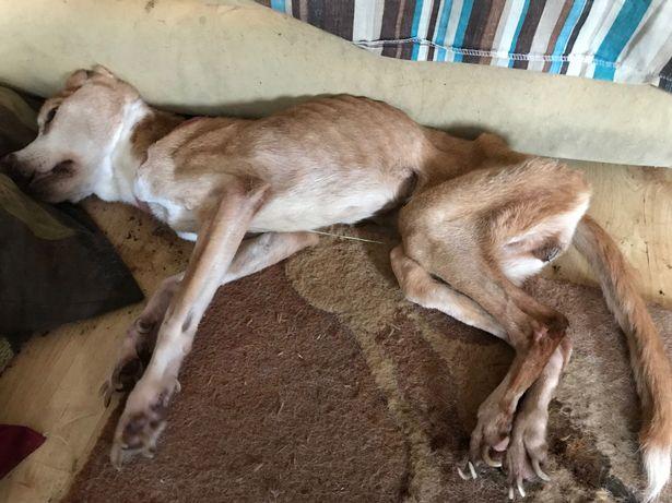 英国"懒"母女养狗,结果狗狗被活活饿死,每一根骨头都清晰可见