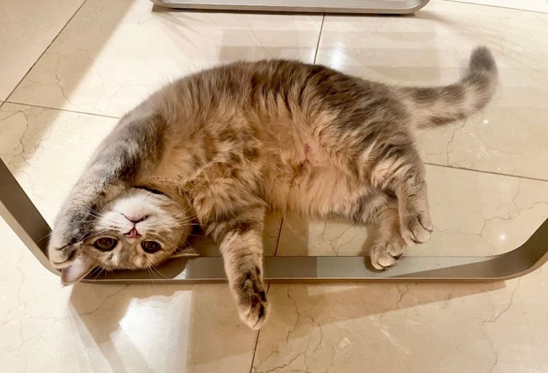 萌萌哒"曼赤肯猫",你一定要来认识一下!