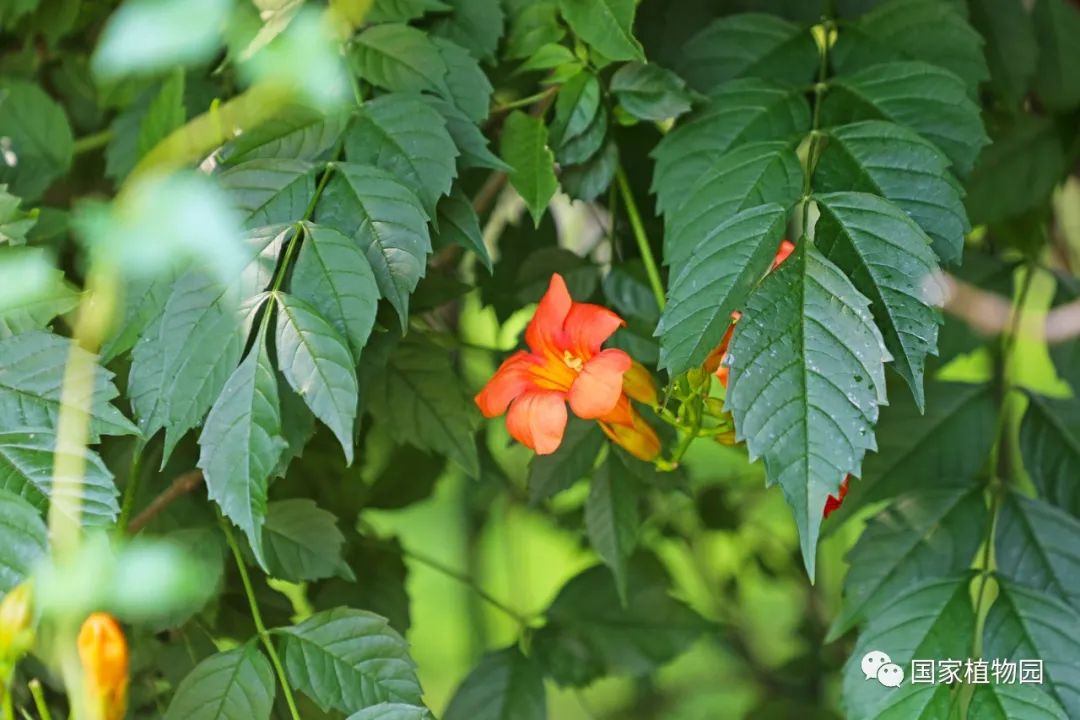 攀援伸展迎风舞,橙花绿叶缀枝头