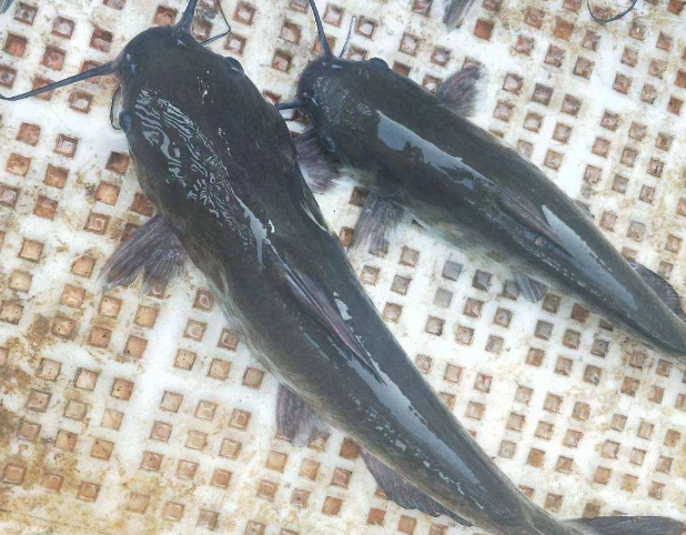 兽药- 优质问答专区