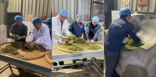 云南凤庆春茗茶业10001号古茶树开采 拉开春茶采摘序幕