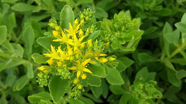 人称"土三七",农村的"救心菜"是一宝,美味又营养!别忽略了