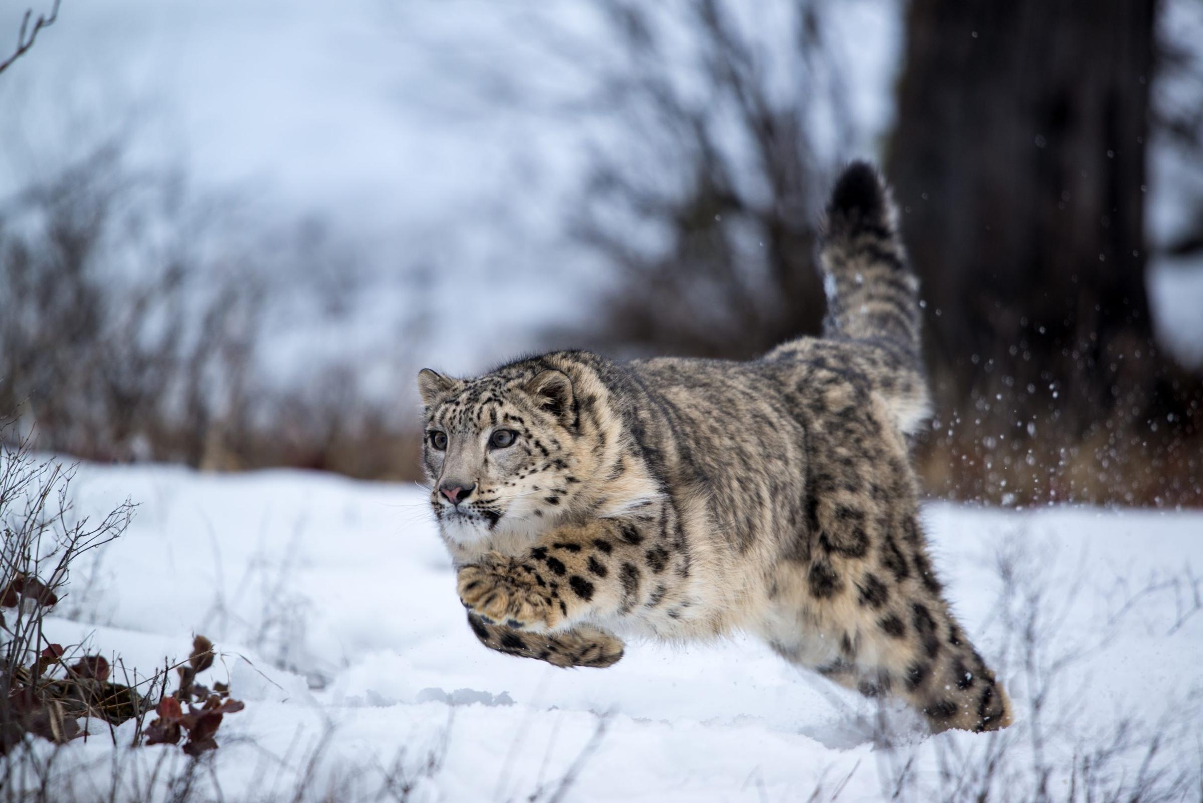 美丽而致命:摄影师镜头下最真实的雪豹