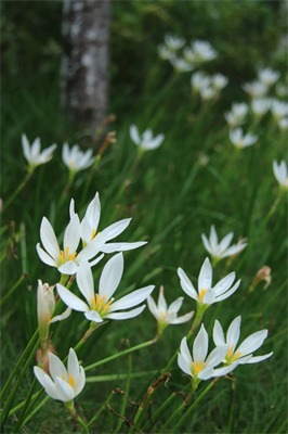 快收藏!成都市龙泉驿区东山国际小学校园风景大片火热出炉