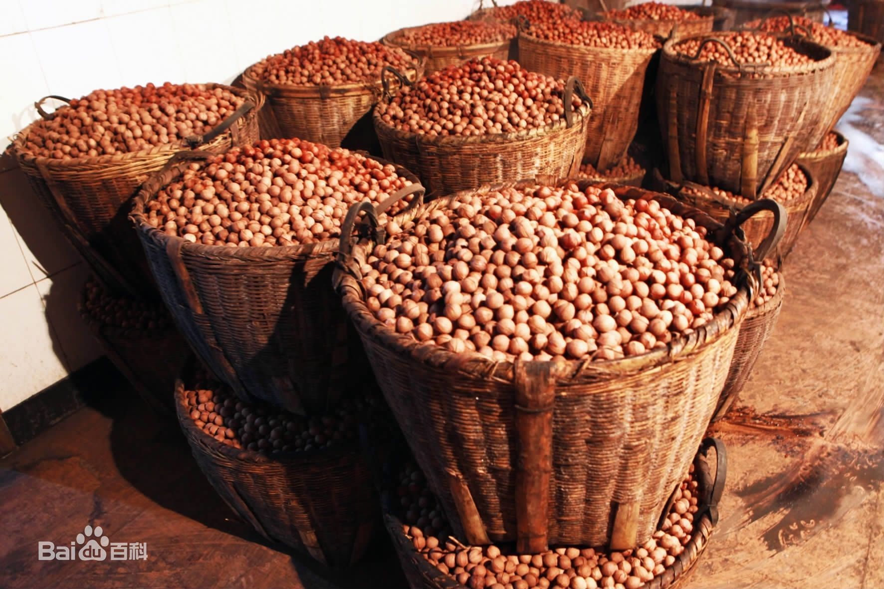 安徽宁国山核桃——小县城的瑰宝