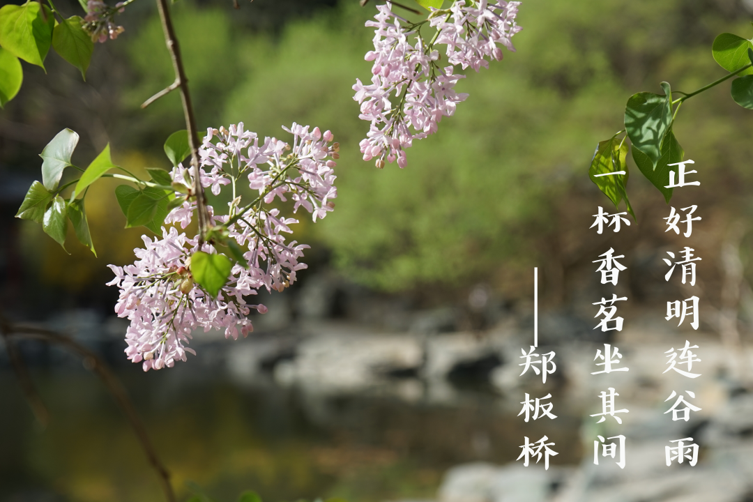 穀雨|春風化雨,潤物無聲