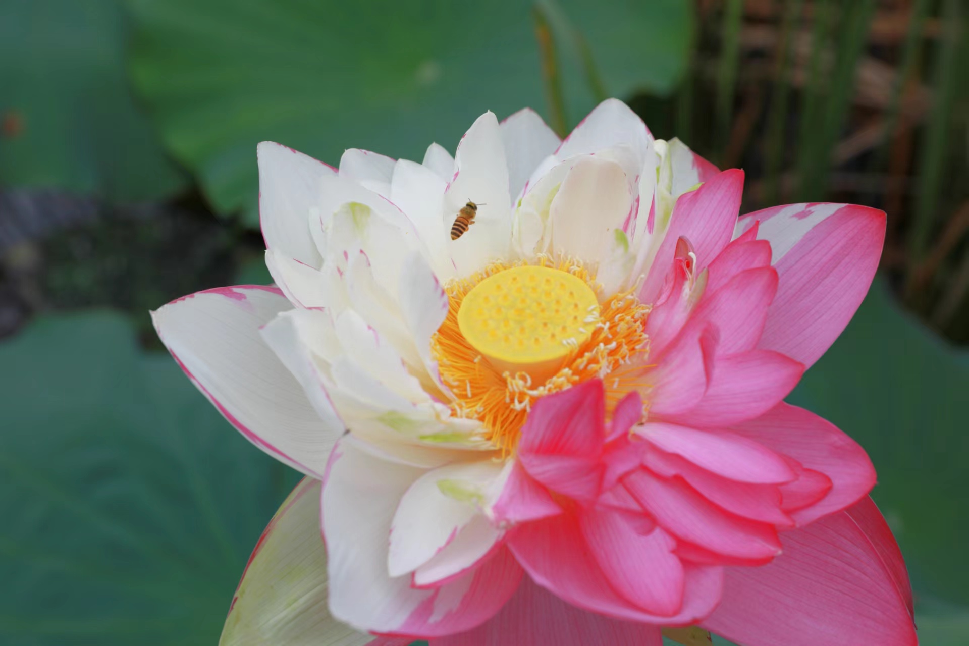 普者黑湿地深度游发现多朵珍稀"大洒锦"