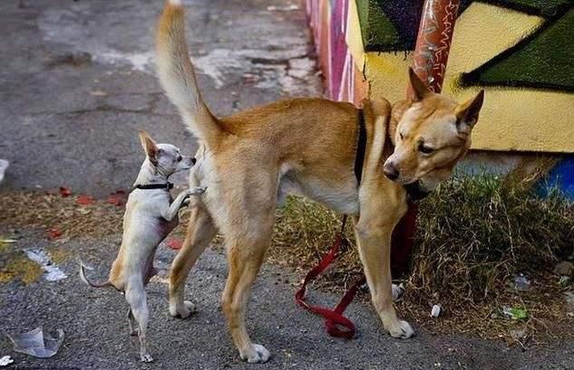 狗狗为什么爱闻裤裆?主人:你不要过来啊!