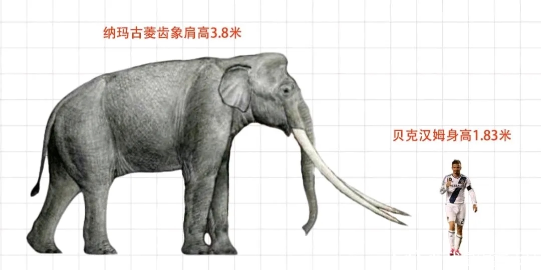 大象身上为何几乎不长毛?大象:长毛的都被淘汰了