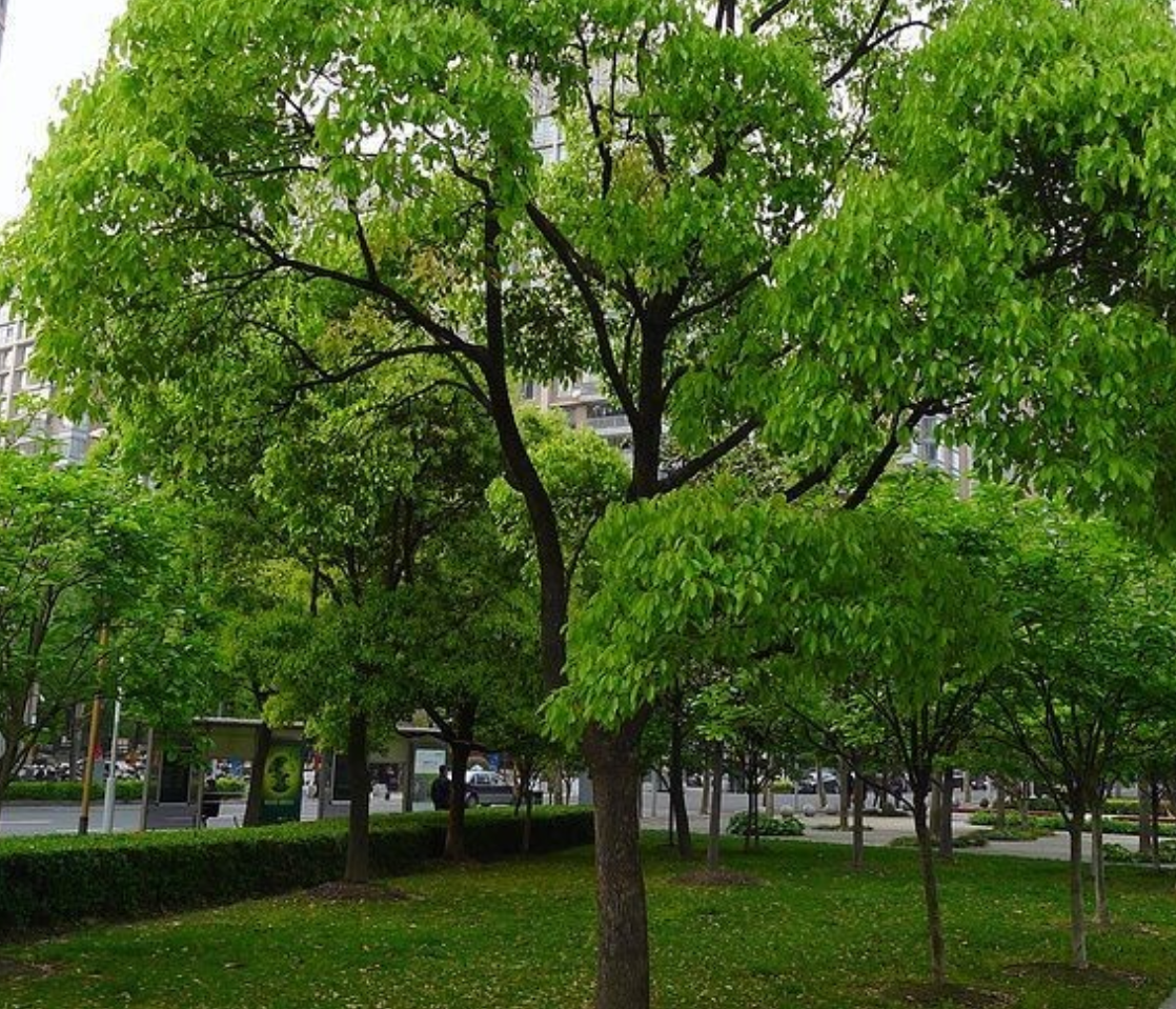 乔木属于常绿阔叶林吗?
