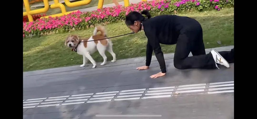 美女当街跪地爬行,拴狗绳学狗叫,又是"主人的任务"吗?
