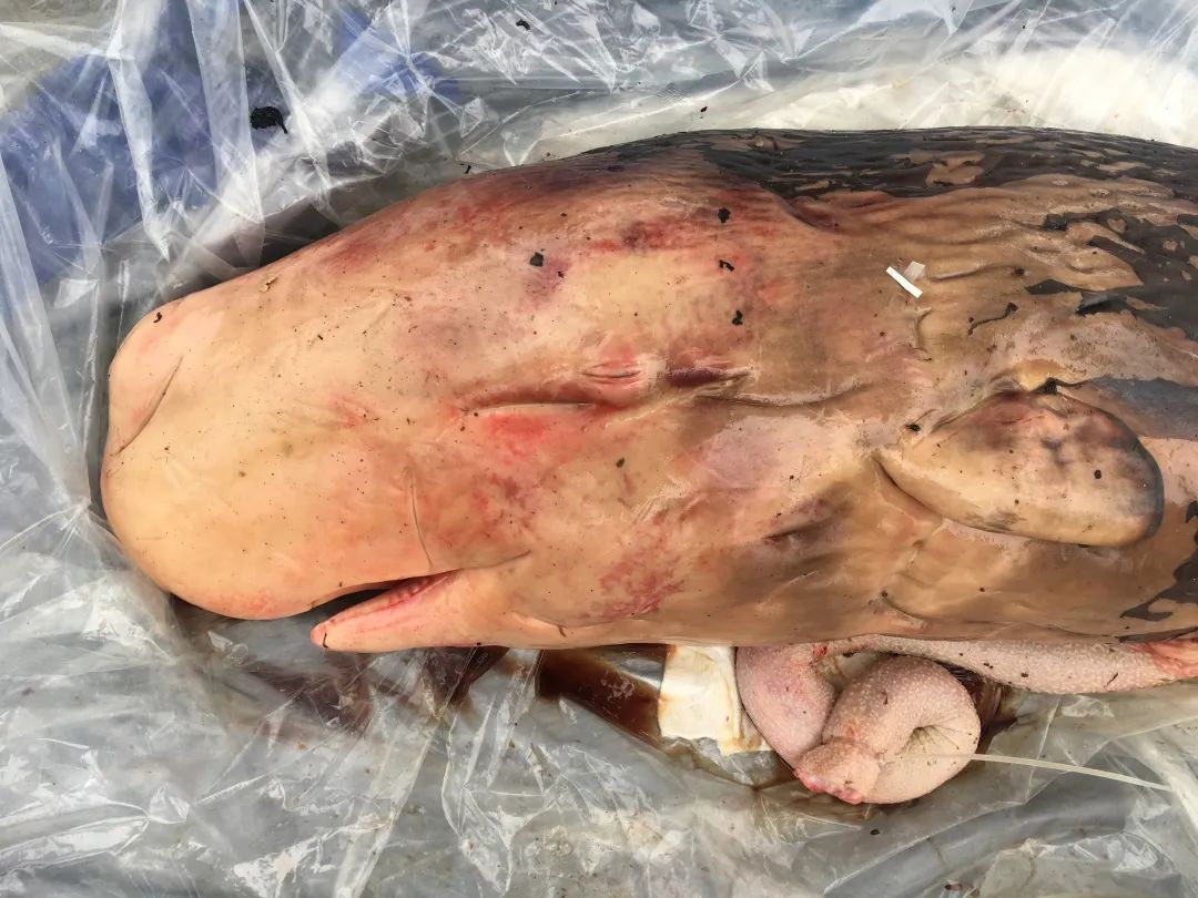 我们剖开海豚的胃,找到杀死它的凶手