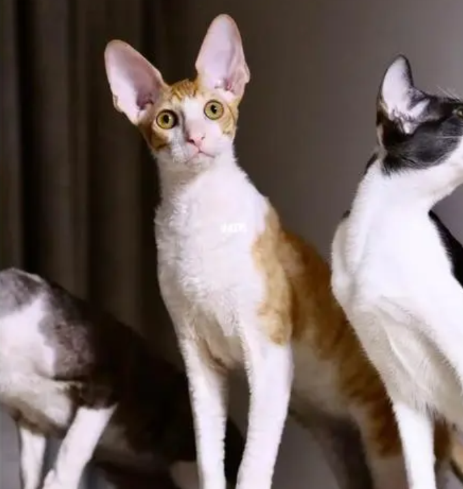 柯尼斯卷毛猫是脸小眼大手感好!