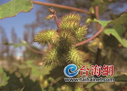 轻信苍耳偏方治鼻炎 5岁女孩肝衰竭