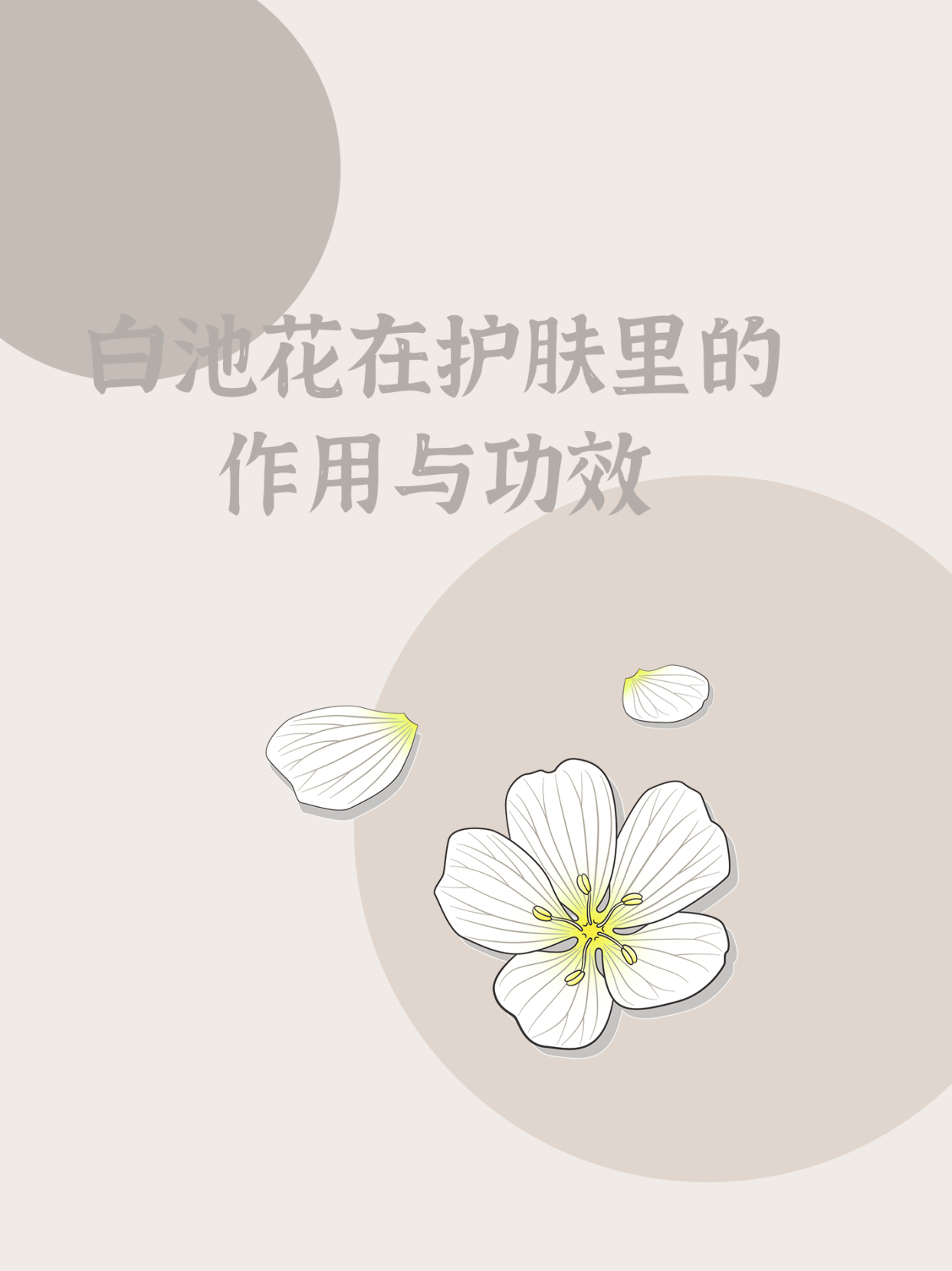 科普|护肤界的“定神针”——白池花到底是什么?