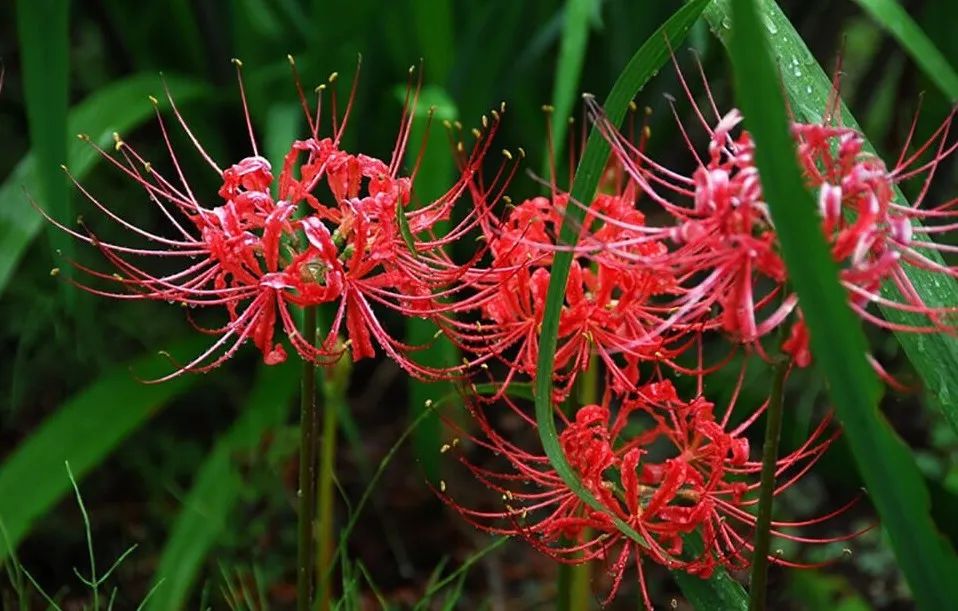 黄泉路上的彼岸花,自愿投入地狱的曼珠沙华,永不相见的恋人