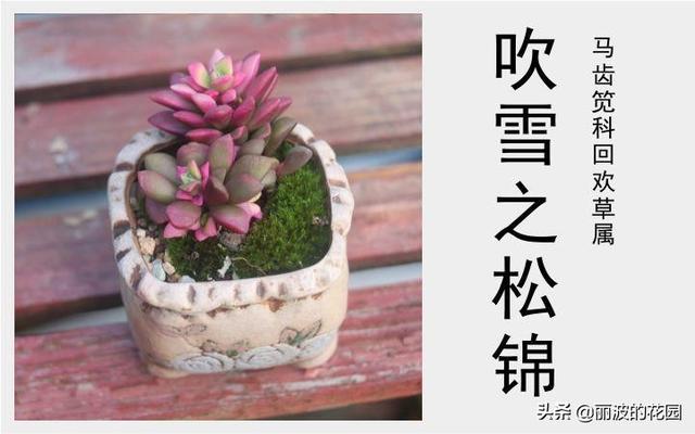 「吹雪之松锦」紫红色垂悬性有丝回欢草属多肉植物