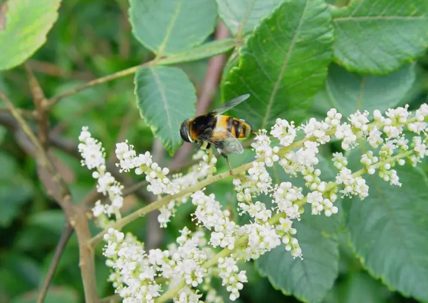 盐麸木又叫"五倍子树",我国特有经济树种,全身是宝且用途广泛
