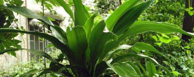 巴西木树桩水培如何养?做好水培和养护,绿意盎然更迷人