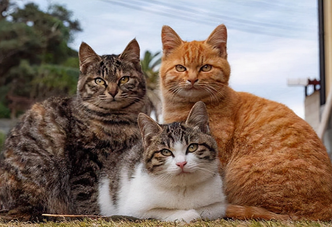 这几种有名的中华田园猫,你最想养哪种呢?