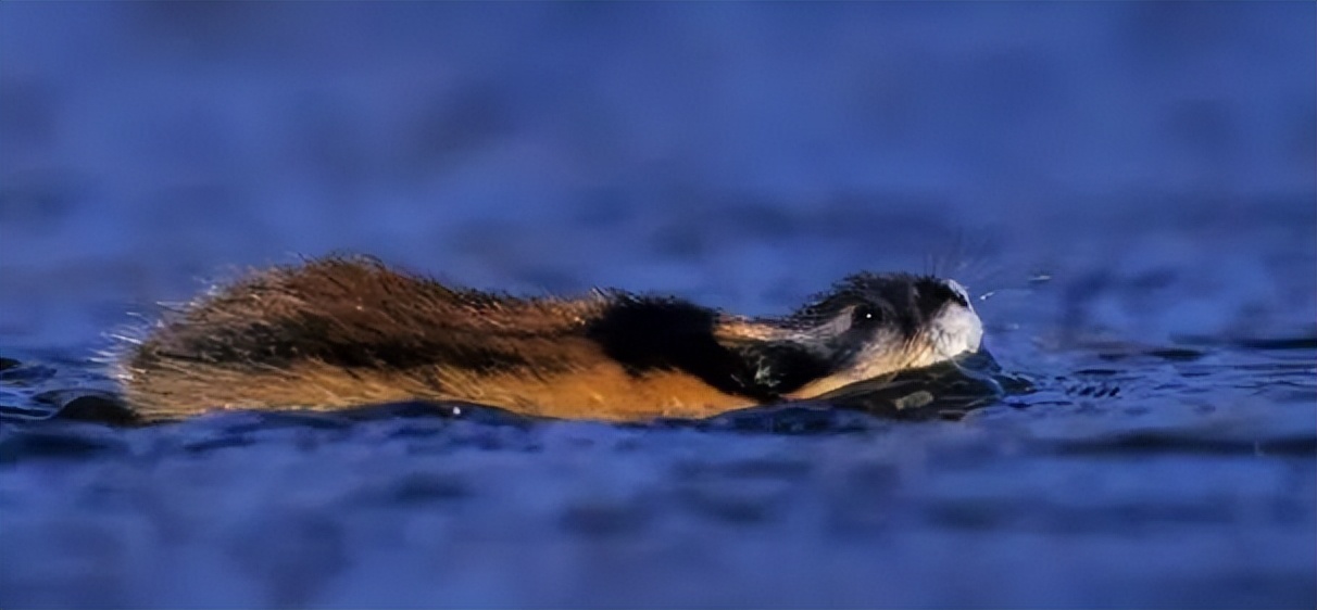 旅鼠为什么集体跳海自杀?