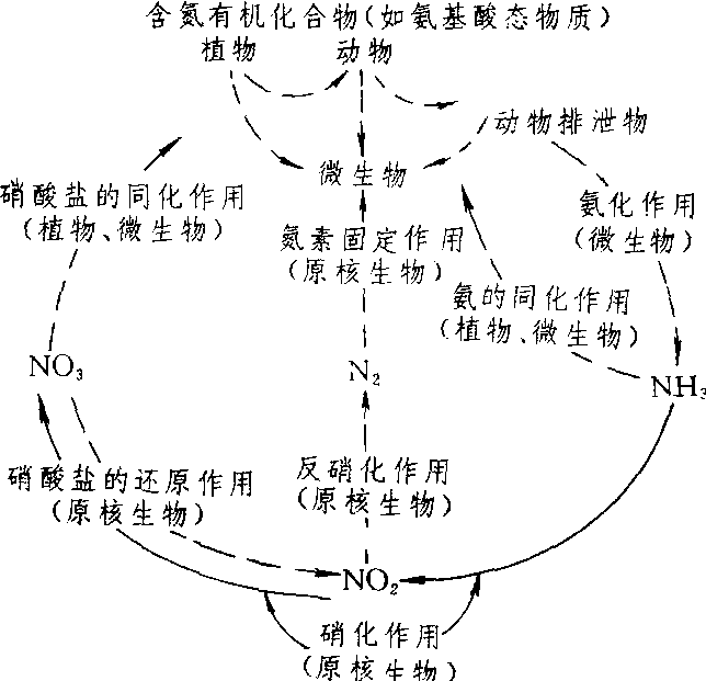 氮的化合物转化关系图图片