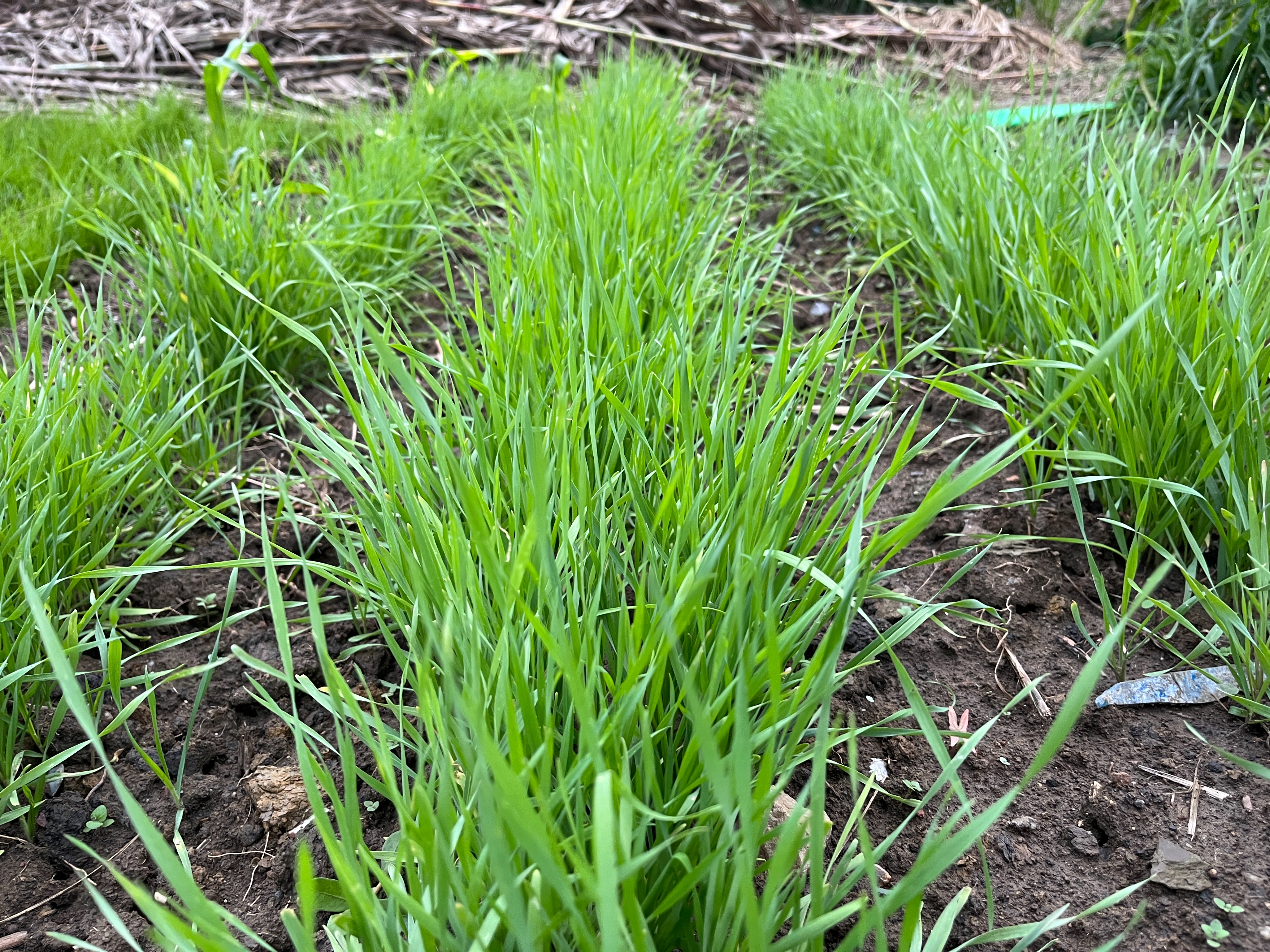 2米高的黑麦草,冬牧70营养丰富,牛羊爱吃,种后就可以收割几茬