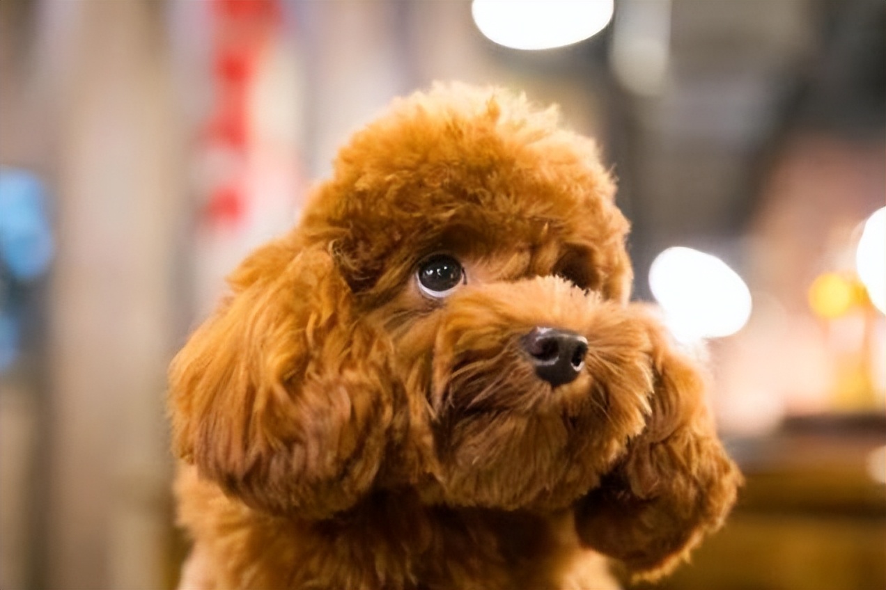 贵宾犬智商排名第二,以前养贵宾犬的人很多,为何如今养的人少了