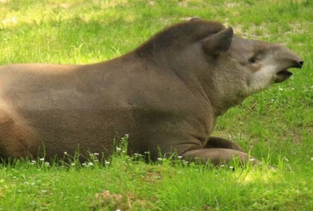 貊是什么动物?貊的外观特点是什么?