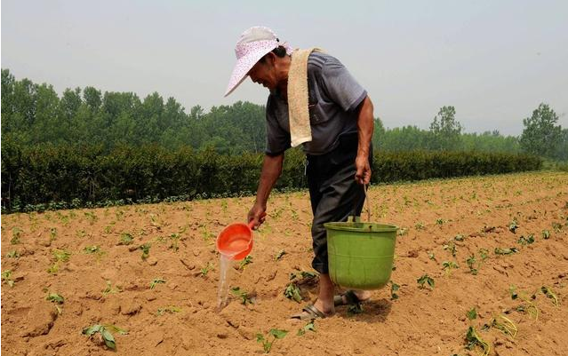 红薯怎么种产量高?记住这几个诀窍,红薯个头大,产量高