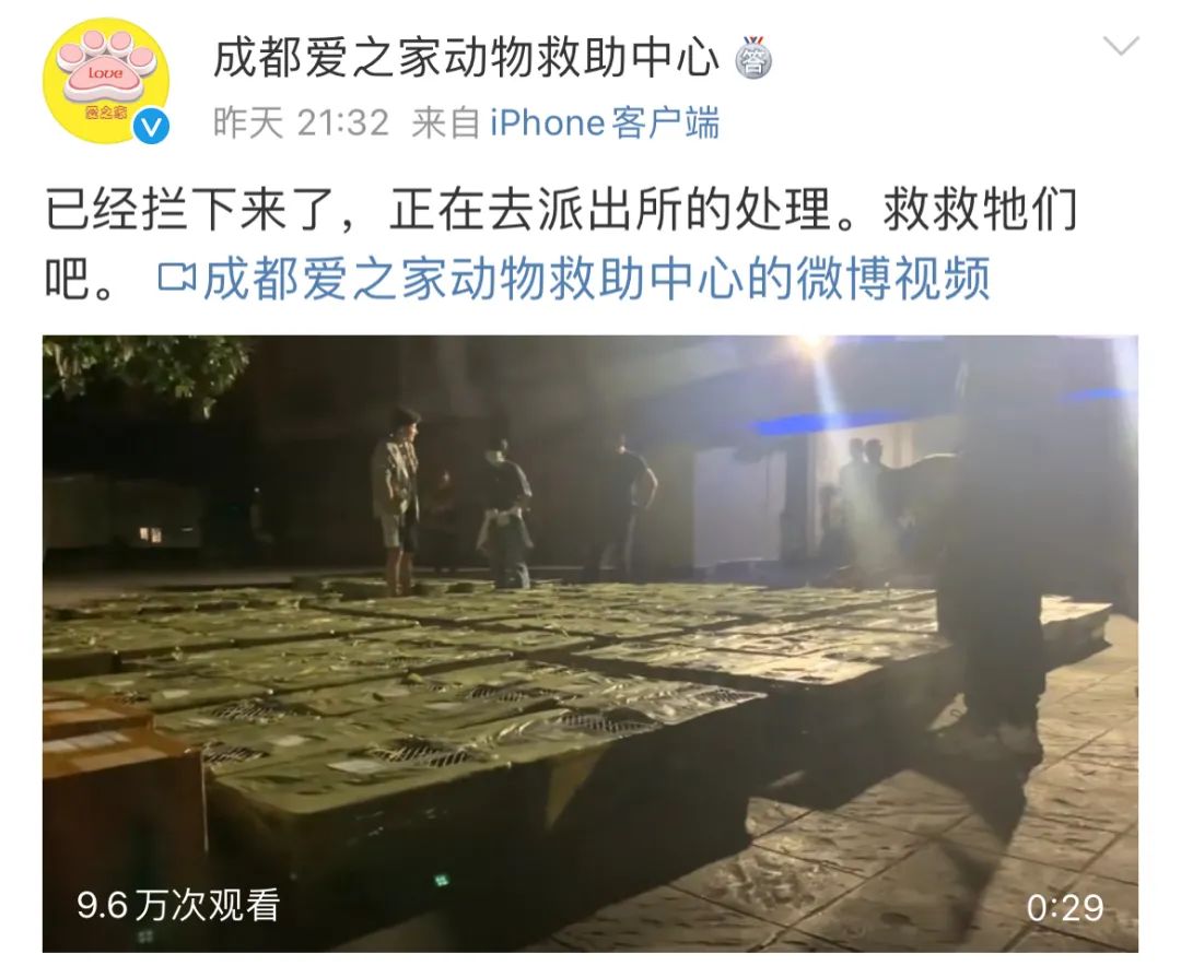 动物盲盒事件图片