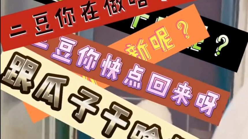 会说话的刘二豆:网红界的古早,坐拥千万粉丝,巅峰时刻突然断更