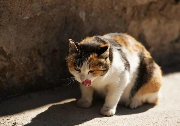 刚地弓形虫猫图片