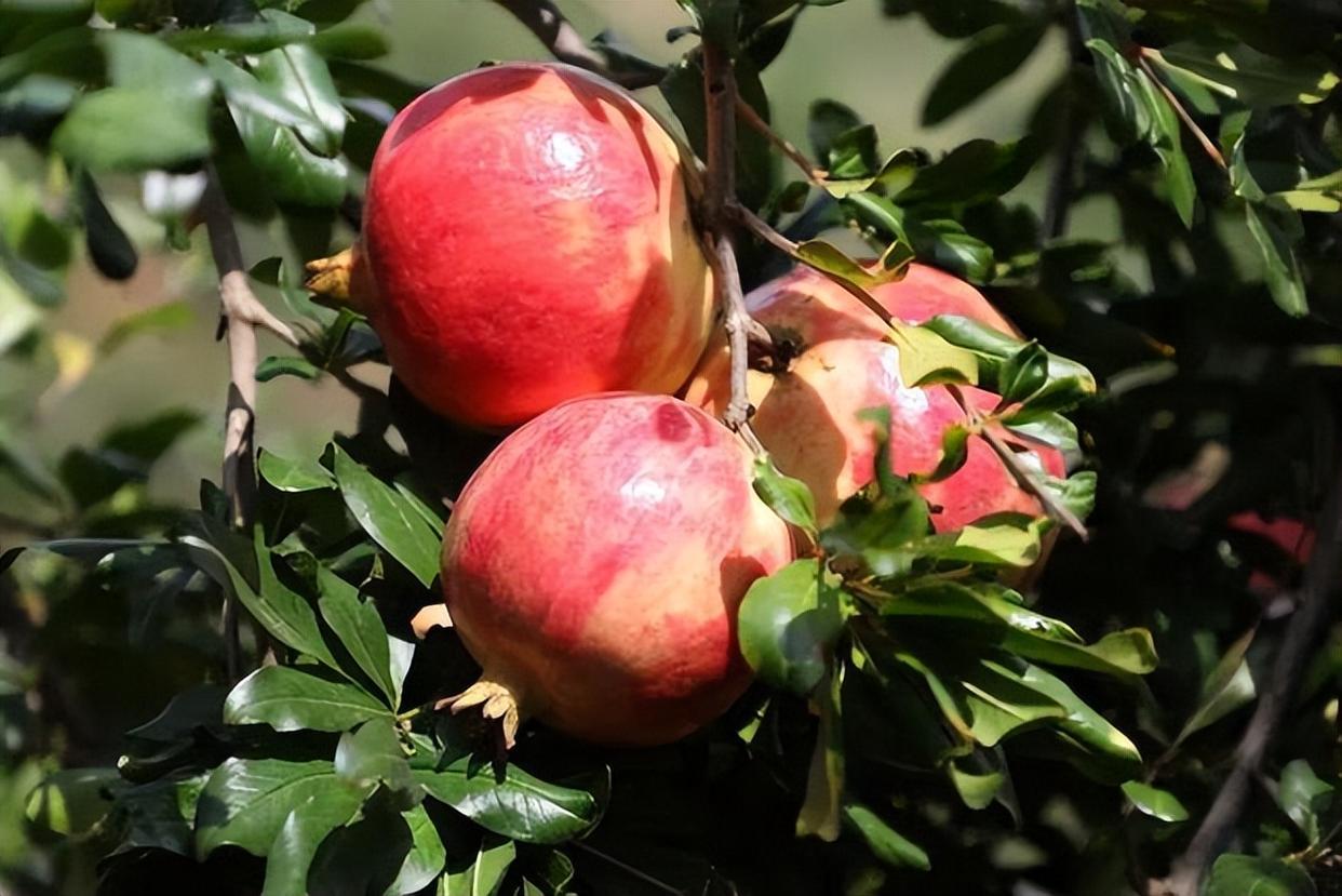 突尼斯软籽石榴的几个种植要点