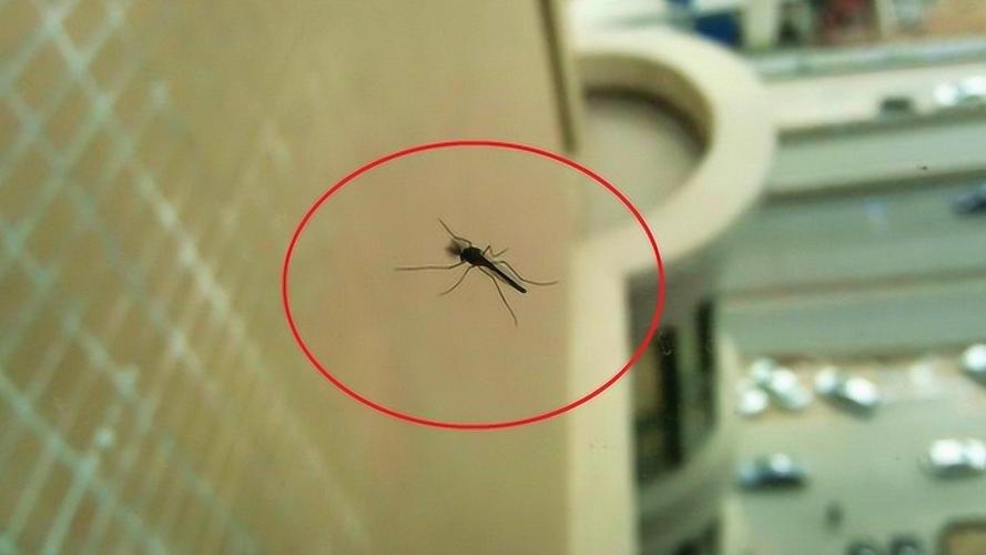 九成人不懂蚊子天敌是什么教你土法子晚上开窗都不怕