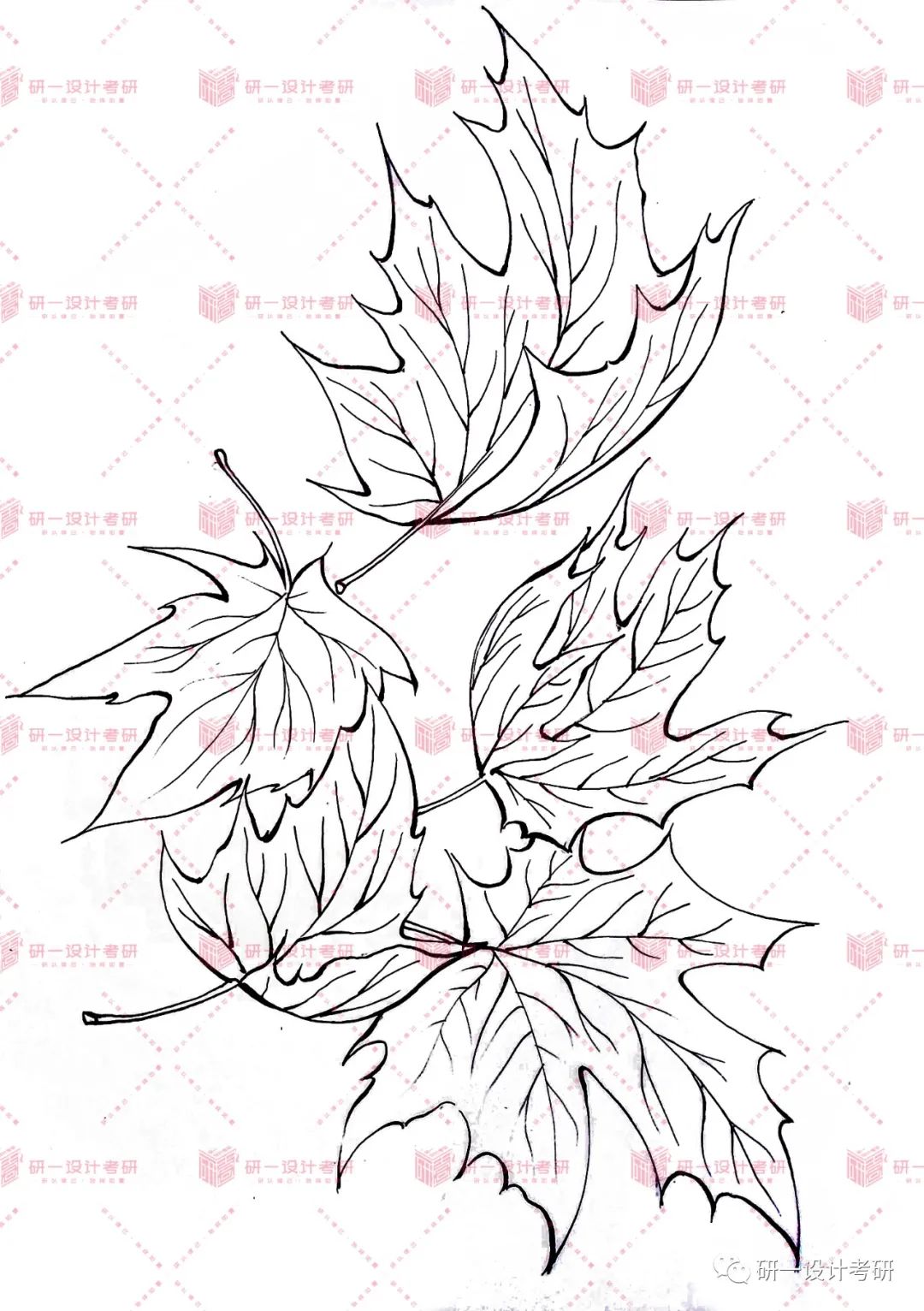 「101个手绘教程-02 枫叶」23视觉传达设计考研「小白进阶教程」