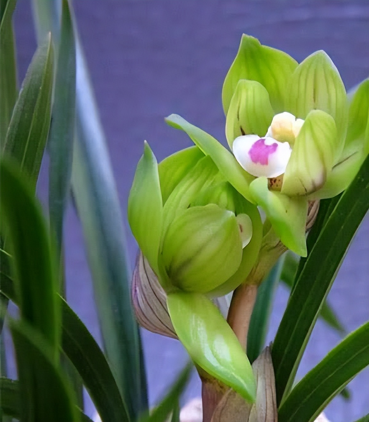 春兰"皇后"——绿云,开品高贵,艳压群芳,带您欣赏一下