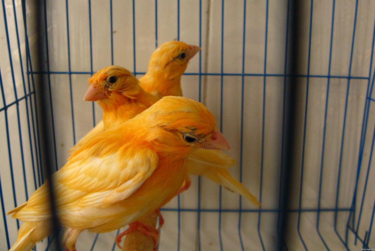 芙蓉鸟繁殖温度需要多少?