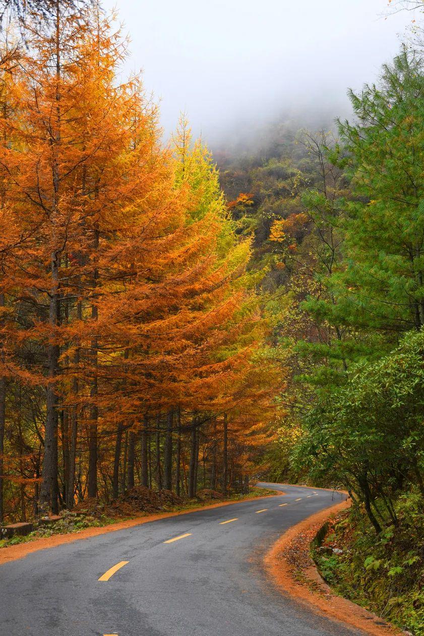 秦岭腹地最美的山路,世界级摄影长廊,11月才真正达到颜值巅峰